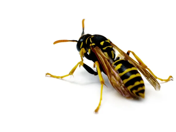 Крупный план живой жёлтой осы на белом фоне — стоковое фото
