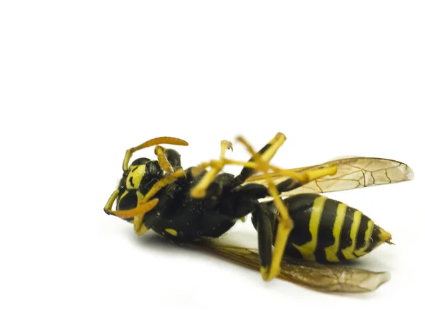 Close-up de uma vespa amarela viva em um fundo branco — Fotografia de Stock