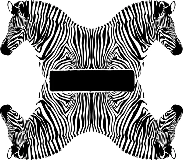 Black and white Zebra on white background — Stock Photo, Image