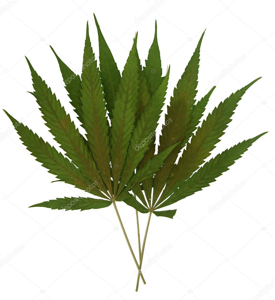 Marihuana leaf