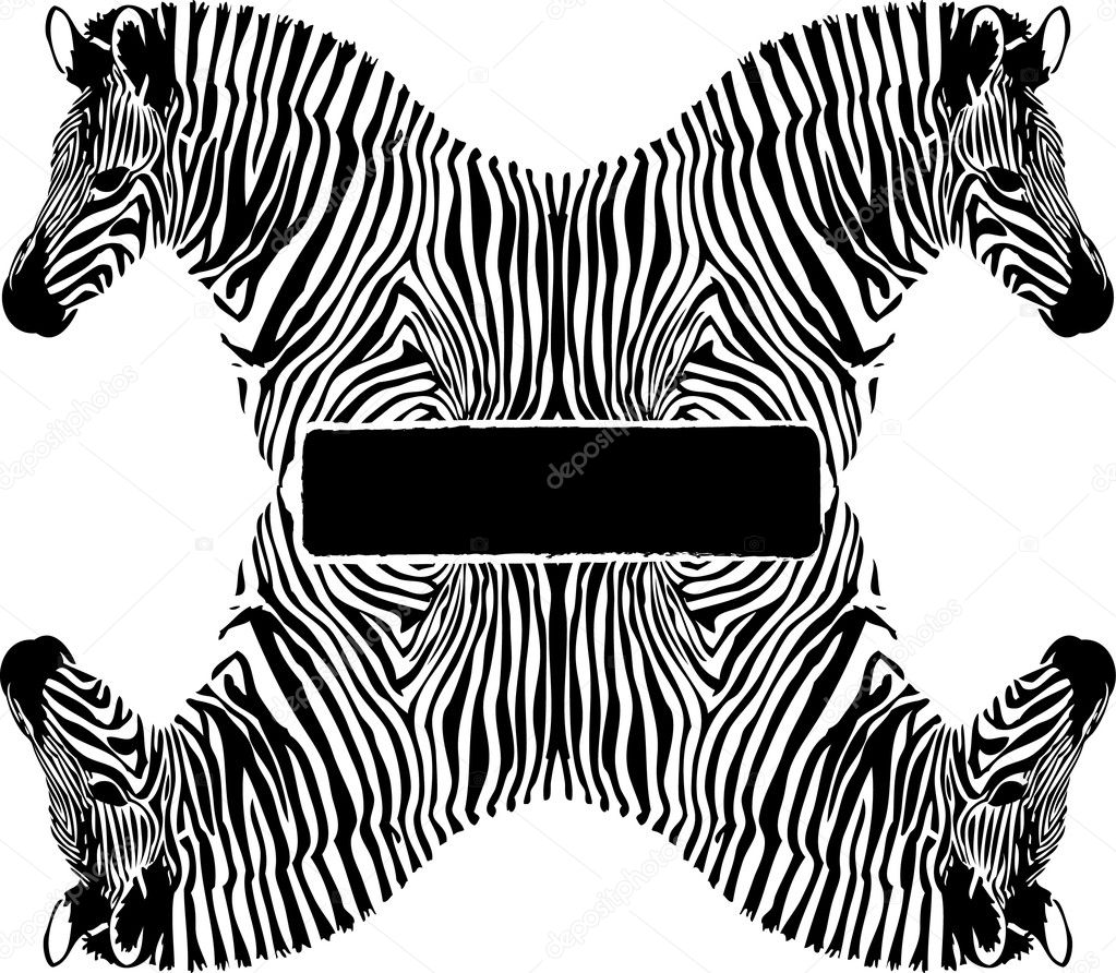 Black and white Zebra on white background
