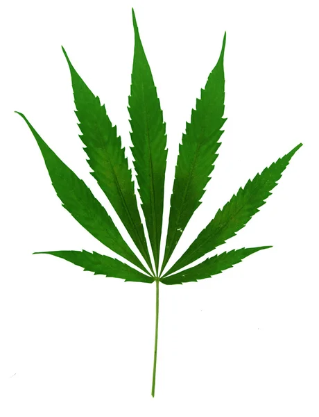 Foglia di Marihuana — Foto Stock