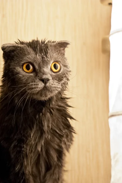 Kotě je mokrý — Stock fotografie