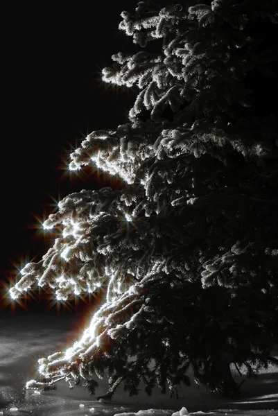 Pine tree is sparkle — Stock Photo, Image