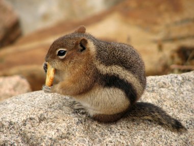 Squirrel in Rocky Mountains National Park - United States of America clipart