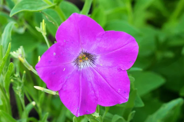 Stock image Flower