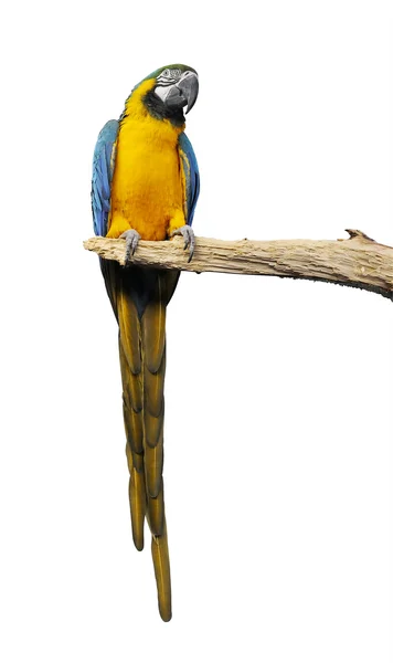 Papuga ara na białym tle — Zdjęcie stockowe