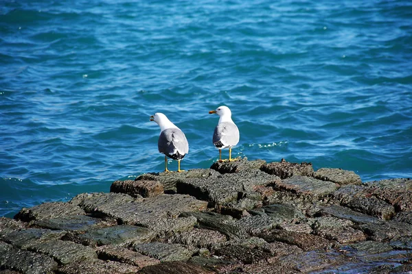 stock image Seagulls