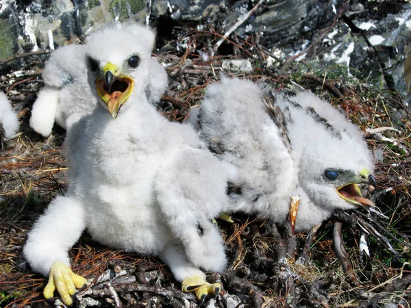 stock image Bird of prey nestlings