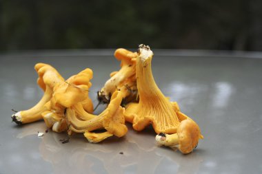 Chanterelles