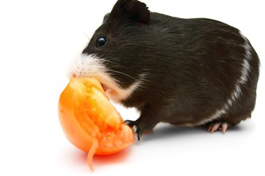 eskiden şiling şimdi domuz ve domates. Beyaz bir arka plan üzerinde.