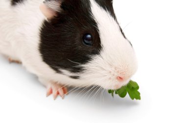 eskiden şiling şimdi domuz ve yeşillik. Beyaz bir arka plan üzerinde.