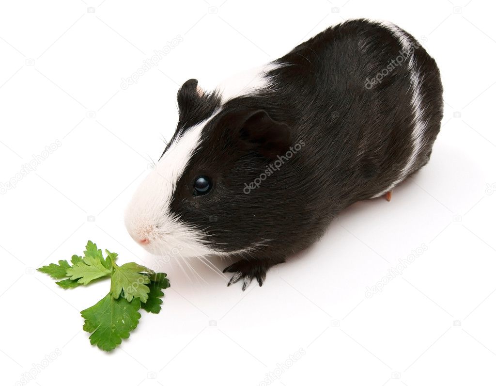 Guinea pig and greens. On a white background.
