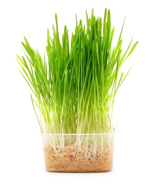 Konteyner çimen. Beyaz arka plan üzerinde.