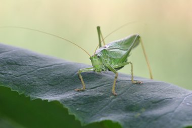 büyük bush-kriket - tettigonia viridissima yeşil