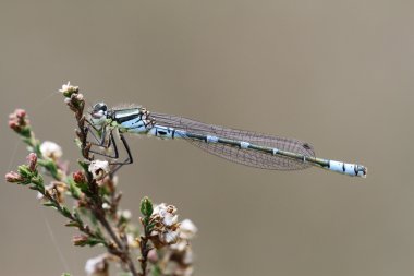 İrlandalı kızböcekleri - coenagrion lunulatum