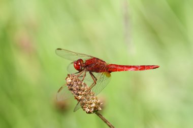 Scarlet Pasifik'ten oğlan - crocothemis erythraea