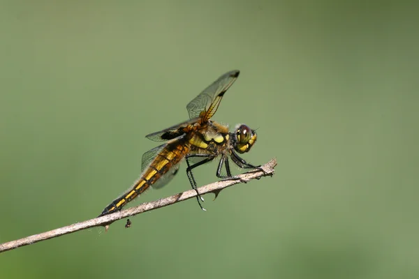 Vier-spotted chaser - libellula quadrimaculata — Stockfoto