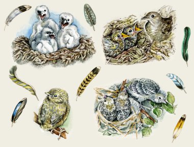 Nestlings, birds and feathers clipart