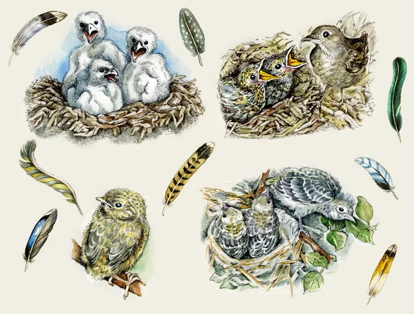 Nestlings, birds and feathers — Stock Photo, Image