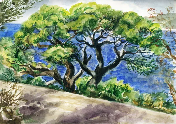 棵老松树 — 图库照片