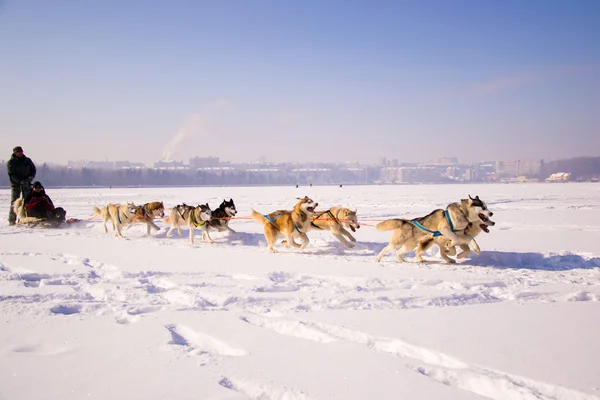 Czystorasowych Psy eskimoskie — Zdjęcie stockowe