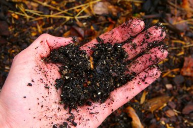 Closeup of a hand holding dark, moist soil clipart