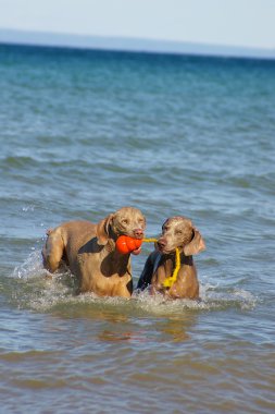 Weimaraners