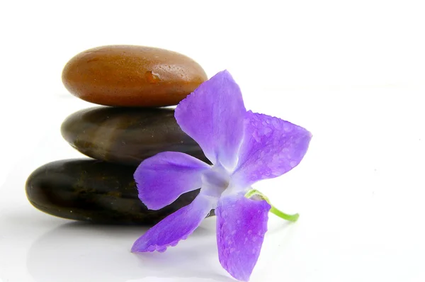 Soepele stenen gestapeld met dewey paarse bloem — Stockfoto