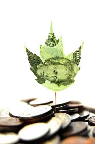 Nueva hoja de planta de dinero brotando de las monedas —  Fotos de Stock