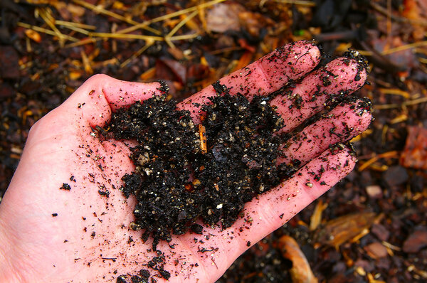 Closeup of a hand holding dark, moist soil