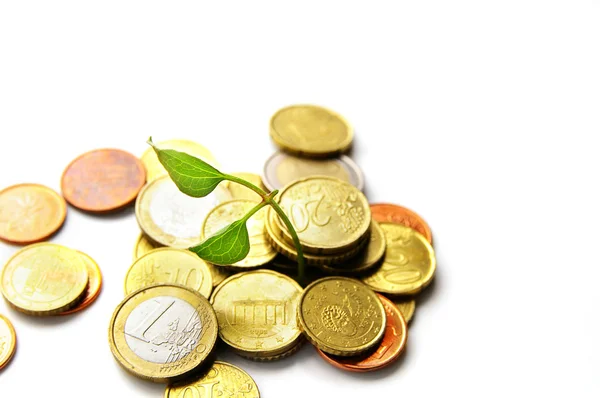 New life growing from a pile of Euro coins — Stock Photo, Image
