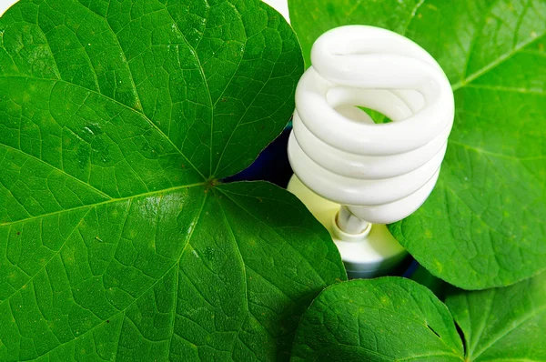 Compact fluorescent light bulb and green leaves — Stock Photo, Image
