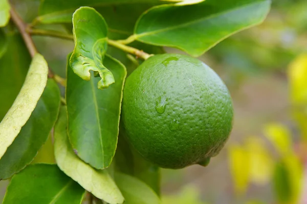 stock image Lime on a tree