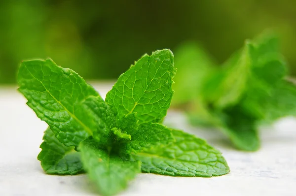 stock image Fresh green mint leaves