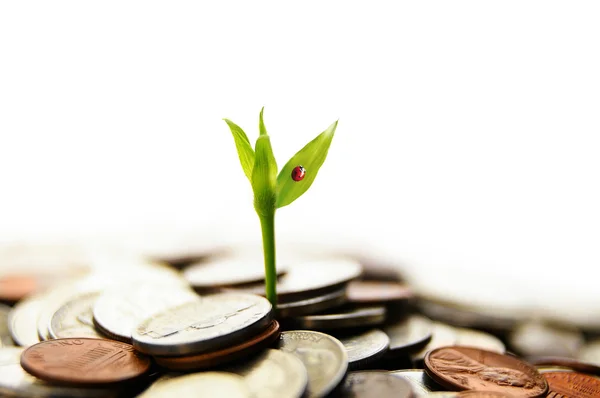 Growing from money — Stock Photo, Image