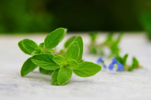 stock image Oregano leaves