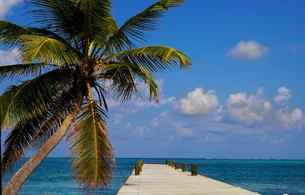 Palm tree and dock — Stock Photo, Image