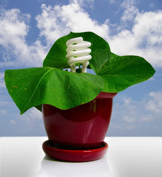 Lâmpada fluorescente compacta e uma planta — Fotografia de Stock