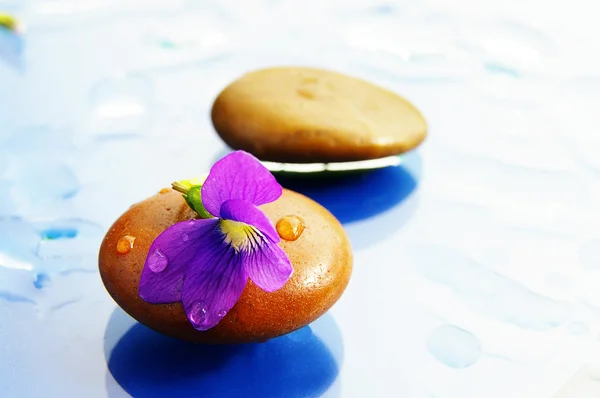 Malá květina na hladký říční kámen — Stock fotografie