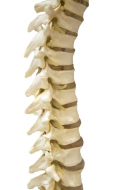 Human Spinal-column model clipart