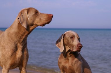 Two Weimaraners clipart