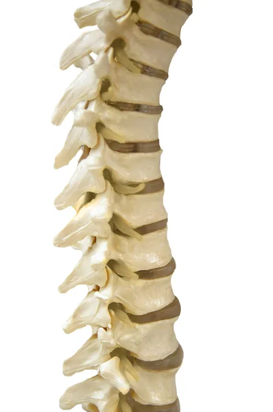 人体脊柱脊髓模型 — 图库照片