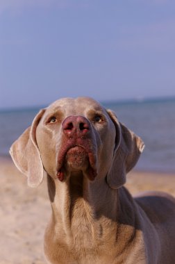 Weimaraner