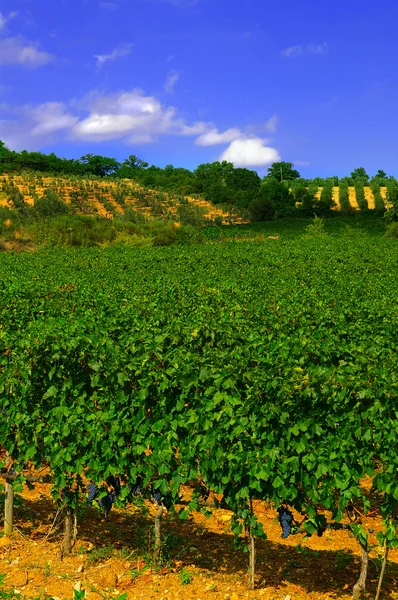 与成熟的葡萄的葡萄园 — 图库照片