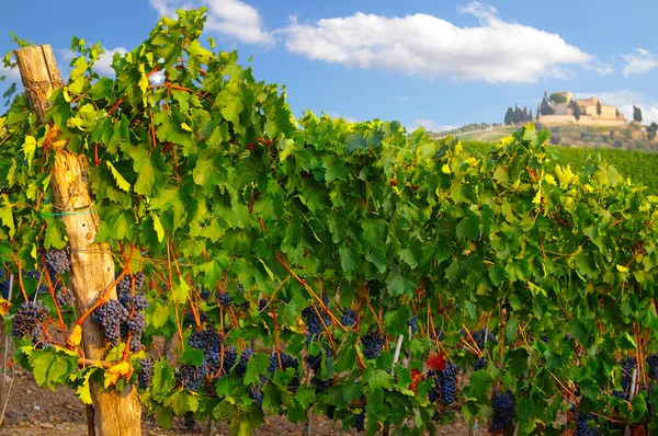 Vineyard grapes — Stock Photo, Image