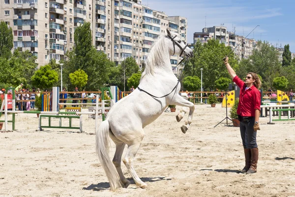 Un entraîneur et son étalon blanc — Photo