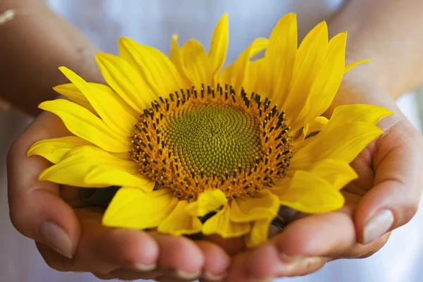 Sonnenblume Stockbild