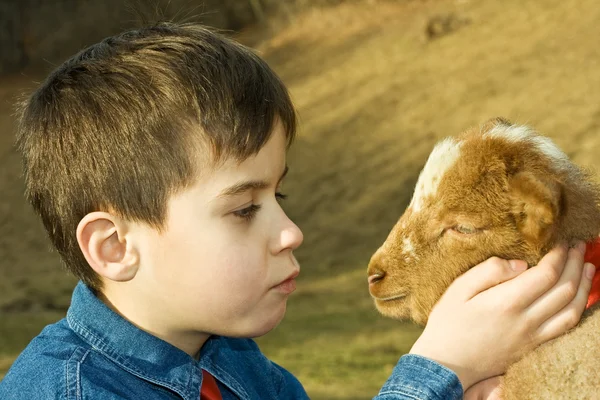 Stock image Boy with lamb