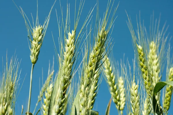 Zelený wheat1 — Stock fotografie